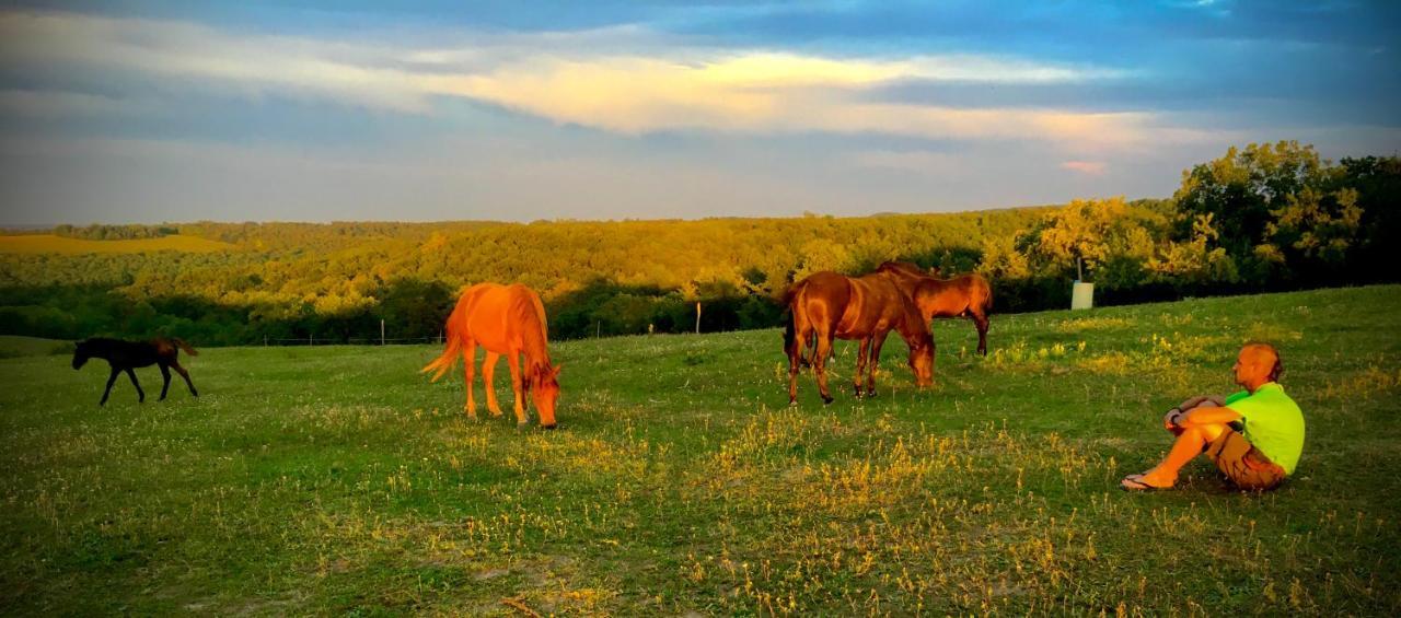 Dharma Horse Shelter Bungalows & Farmping Σίοφοκ Εξωτερικό φωτογραφία