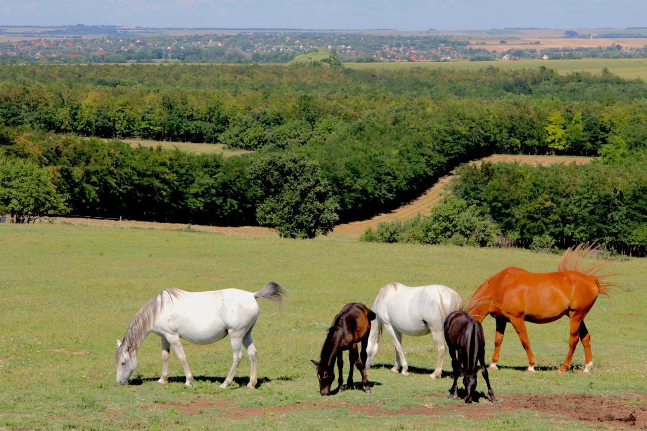 Dharma Horse Shelter Bungalows & Farmping Σίοφοκ Εξωτερικό φωτογραφία